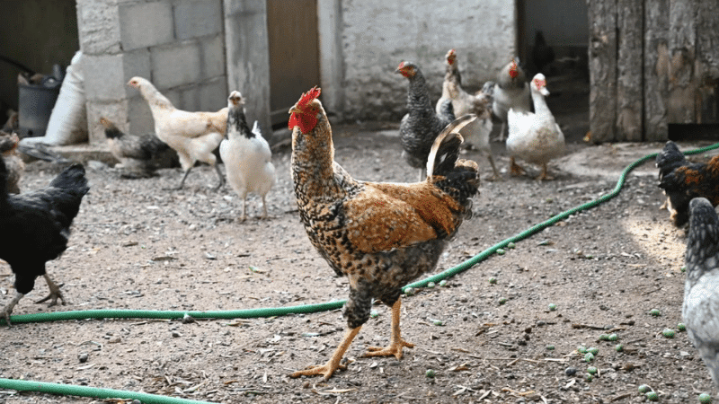 Ferme du Pigeonnier — ferme pédagogique avec animaux pour enfants