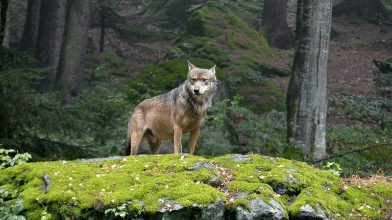 image d'un loup prise au Parc Alpha